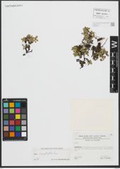 Foto von Salix serpyllifolia Scop.
